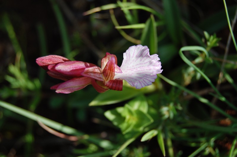 ORCHIDEE DELLO ZINGARO